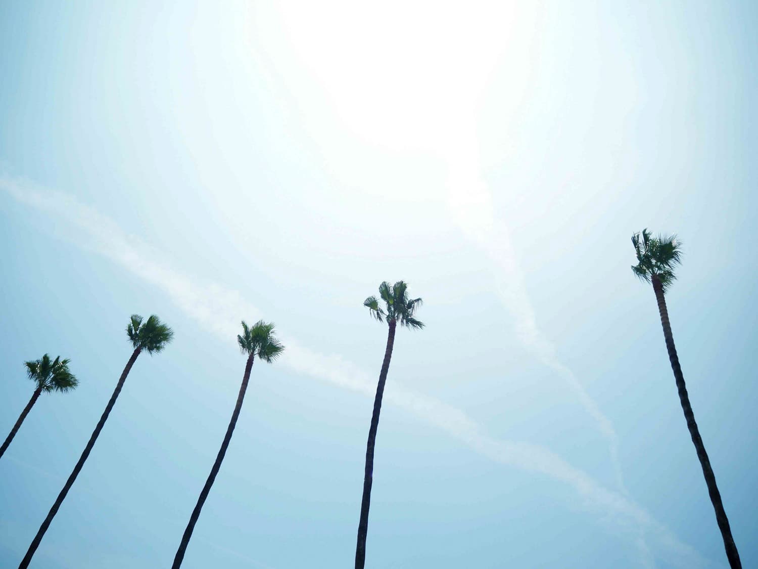 Sotogrande palm trees